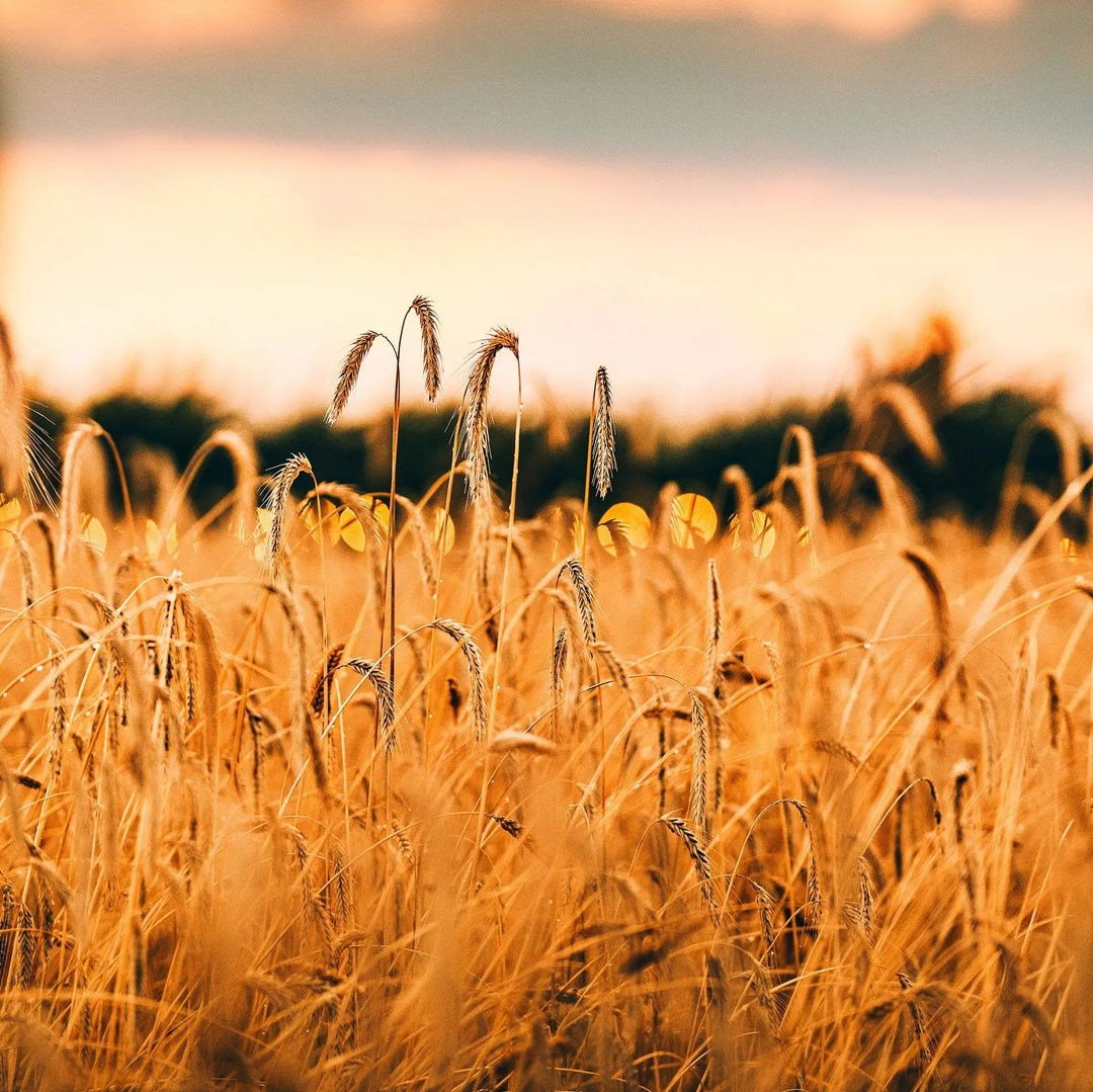 Sunset over a field of tall mixed grain crops with warm colours