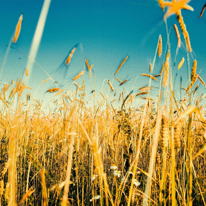 Field of tall golden mixed grain stalks against a clear blue sky