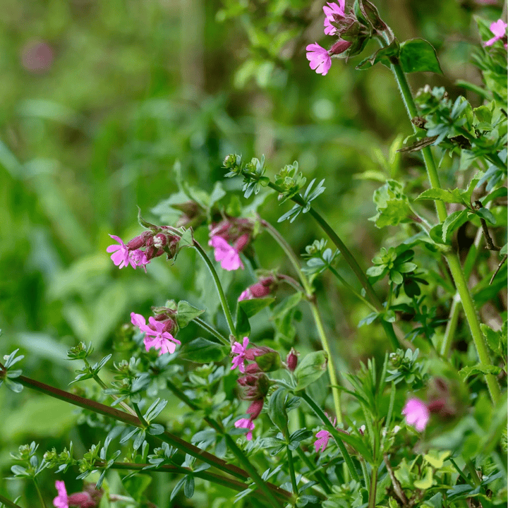 Pink flowers on a green plant with a blurred green background