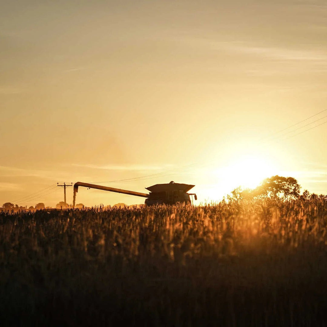 A combine harvester harvesting barley as the sun goes down