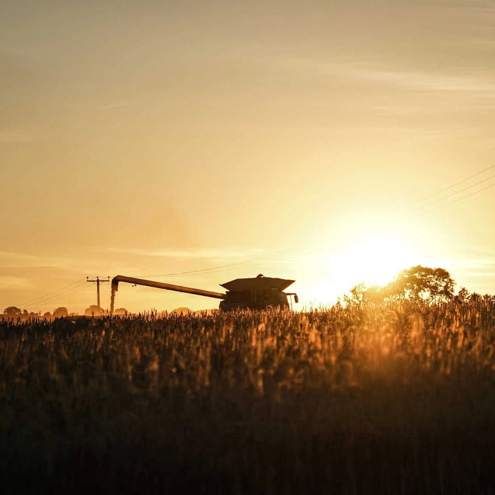 A combine harvester harvesting barley as the sun goes down